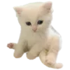 🐱