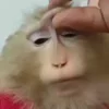 🐒