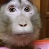 🐒