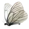 🦋