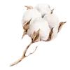 🪴