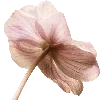 🌺