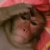 🐒