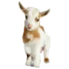 🐐