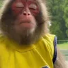 🐒
