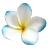 🌺