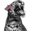 🐆