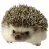 🦔