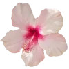 🌸