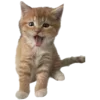 🐈