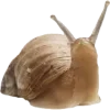 🐌