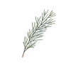 🌲