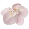 🌸