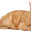 🐱