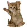 🐱