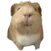 🐹
