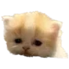 🐈