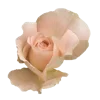 💐