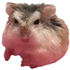 🐹