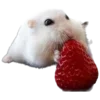 🐹