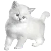 🐱