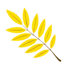 🍁