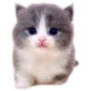 🐈