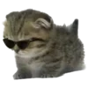 🐈‍⬛