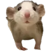 🐭