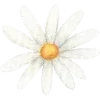 🌼