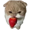 🐈