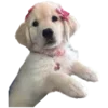 🐶