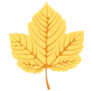 🍁