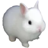 🐰