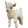 🐑