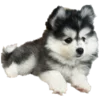 🐕‍🦺