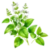 🌿
