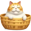 😼