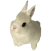 🐰