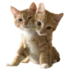 🐈
