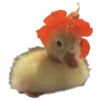 🐥