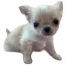 🐾