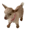🐐