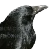 🐦