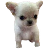 🐾