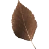 🍂