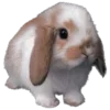 🐰