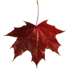 🍁