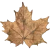 🍁