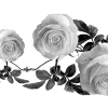 🌹